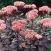 Sedum "Matrona"