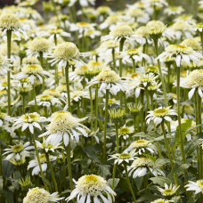 Echinacea double "White Delight"