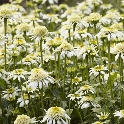 Echinacea double "White Delight"
