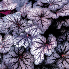Heuchera "Cascade Dawn"