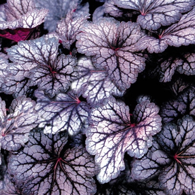 Heuchera "Cascade Dawn"