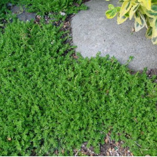 Sedum minijature