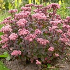 Sedum "Matrona"