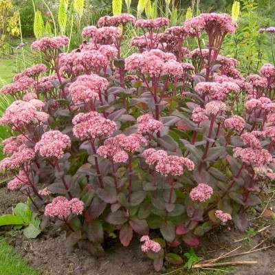 Sedum "Matrona"