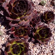 Sempervivum Black