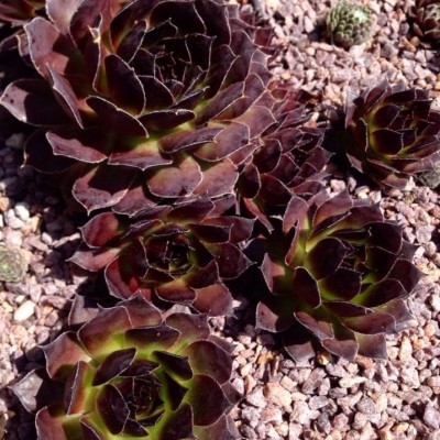 Sempervivum Black