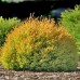 Thuja reingold