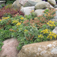 SEDUM CAMSCATICUM Variegatum