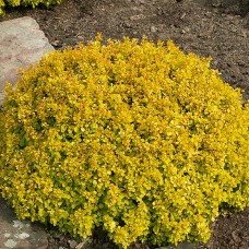 Berberis thunbergii golden dream