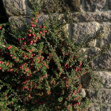 Cotoneaster "Microphyllus thymifolius"