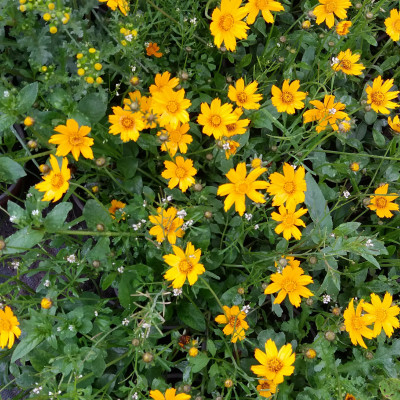 Coreopsis auriculata "Nana"