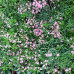 Gypsophila repens "Rosea"