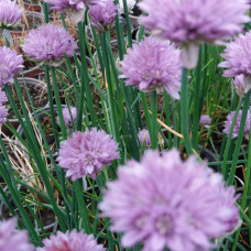 ALLIUM SCHONEPRASUM – JESTIVI LUK