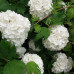 VIBURNUM OPULUS VIBURNUM OPULUS