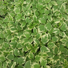 AEGOPODIUM PODAGRARIA „VARIEGATA"