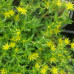 Sedum sarmentosum