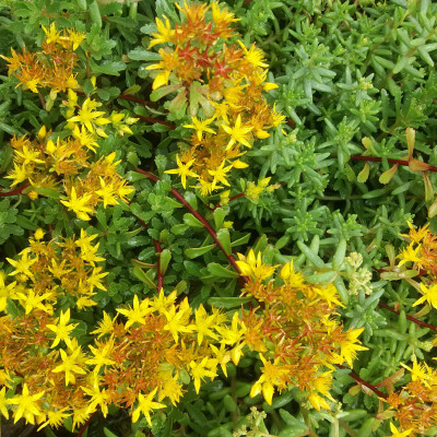 Sedum sichotense