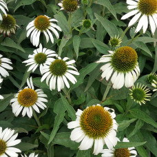 Echinacea purpurea alba