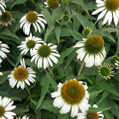 Echinacea "Heppy Star"