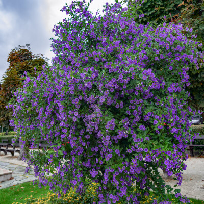 Solanum rantonnetti 'Royal Robe'