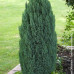 Chamaecyparis lawsoniana ellwoodii