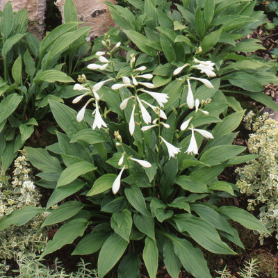 Hosta plantaginea " Aphrodite"