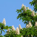 AESCULUS HIPPOCASTANUM   