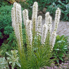 Liatris spicata