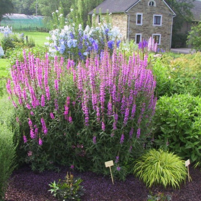 Lythrum salicaria