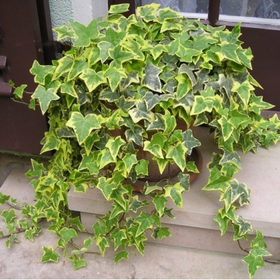 Hedera helix 'Gold Child"