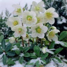 Helleborus " Christmas Carol"