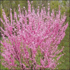 Prunus tenella