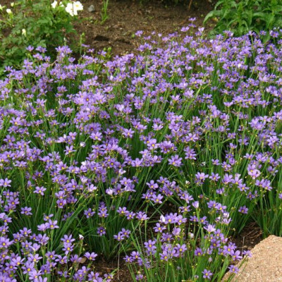 SISYRINCHIUM ANGUSTIFOLIUM