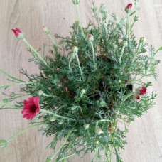 Rhodanthemum "Zagora pink"