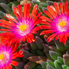 Delosperma "Red Garnet"