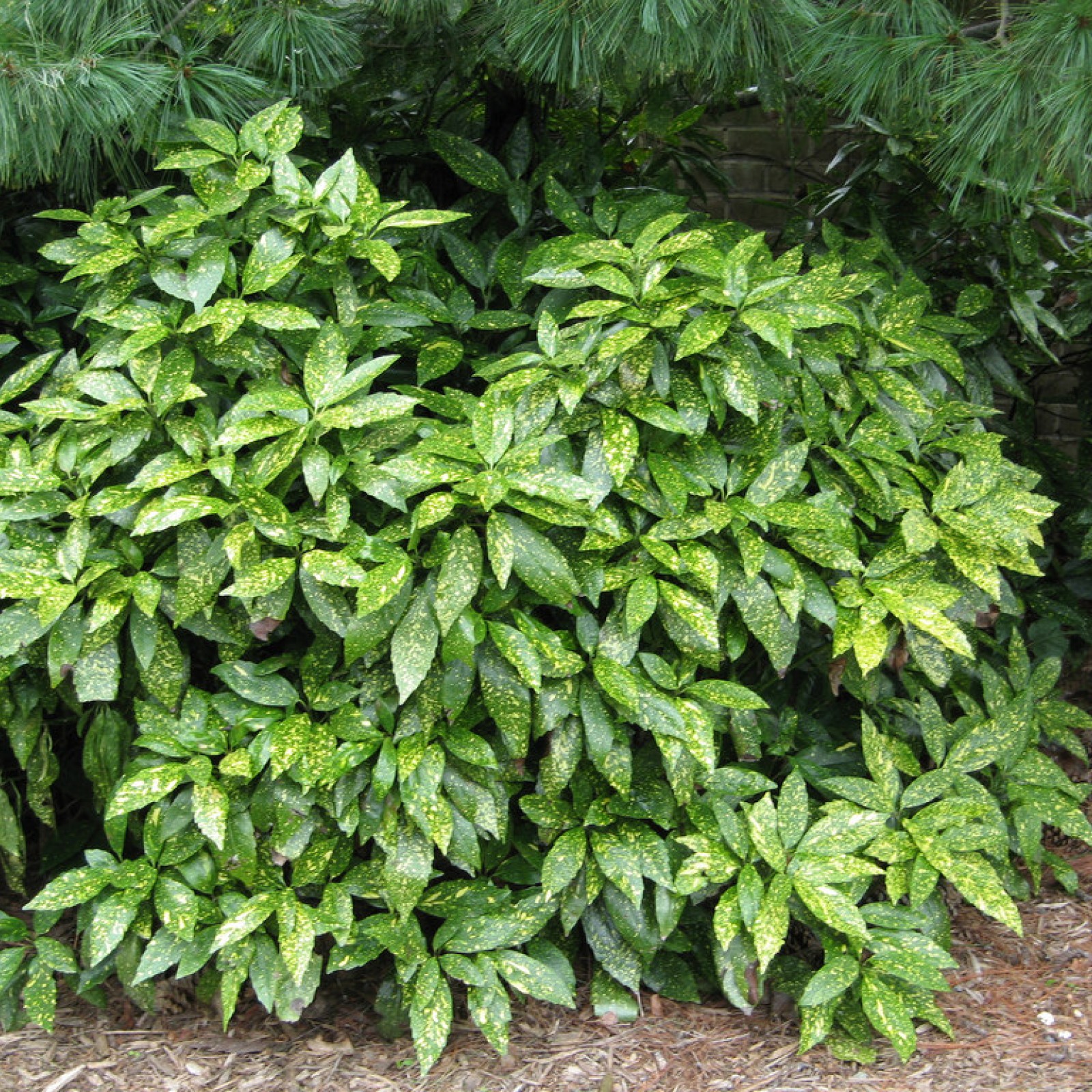 AUCUBA JAPONICA VARIEGATA Rasadnik Jelena AUCUBA JAPONICA VARIEGATA Rasadnik Jelena
