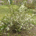 Chaenomeles speciosa "Nivalis" Chaenomeles speciosa "Nivalis"