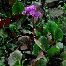 BERGENIA CORDIFOLIA