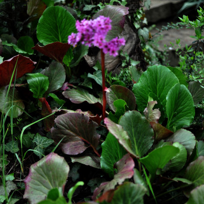 BERGENIA CORDIFOLIA