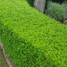 Euonymus japonicus 'Microphyllus'