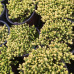 SEDUM ACRE „AUREUM“