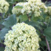 VIBURNUM OPULUS VIBURNUM OPULUS