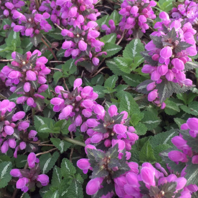 Lamium maculatum "Purpureum"