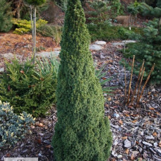 Picea glauca "Laurin"