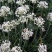 Allium sativum