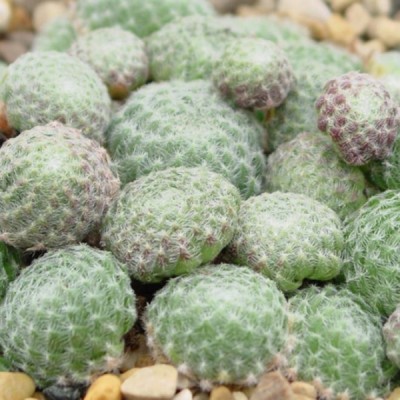 Sempervivum " Ciliosum"