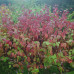 CORNUS ALBA SIBIRIKA