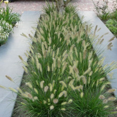 PENNISETUM ALOPECUROIDES „LITTLE BUNNY“