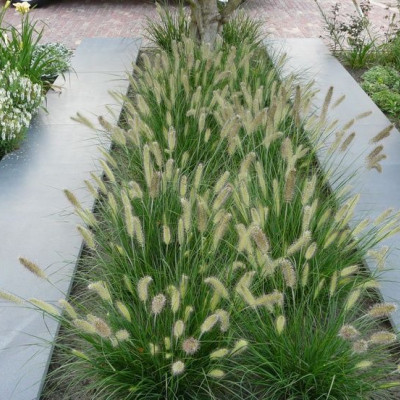 PENNISETUM ALOPECUROIDES „LITTLE BUNNY“