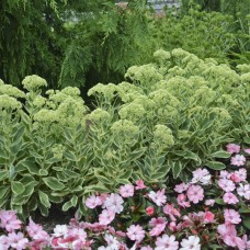 SEDUM AUTUMN CHARM